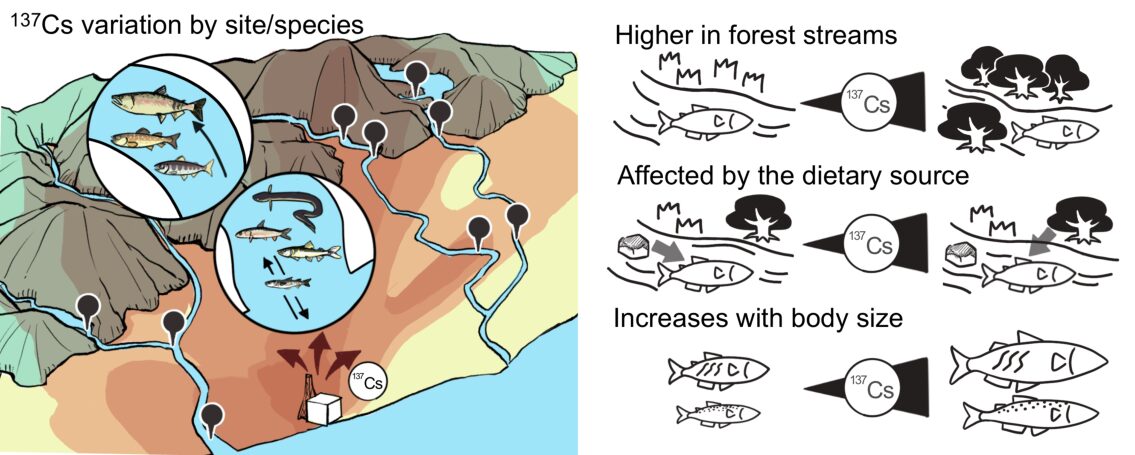 Environmental and biological drivers of Cs-137 accumulation in freshwater fish across forested and downstream sites in Fukushima｜福島県の森林地域および下流域における淡水魚のCs-137蓄積の環境的・生物学的要因